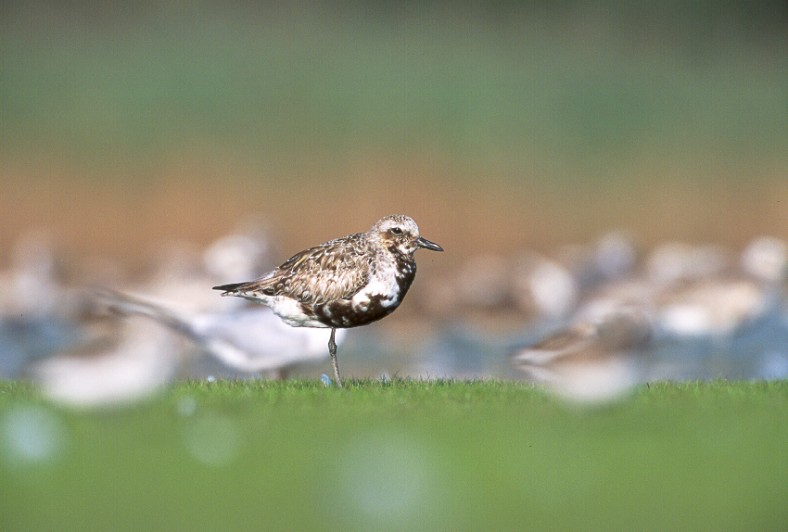 Black Bellied Plover