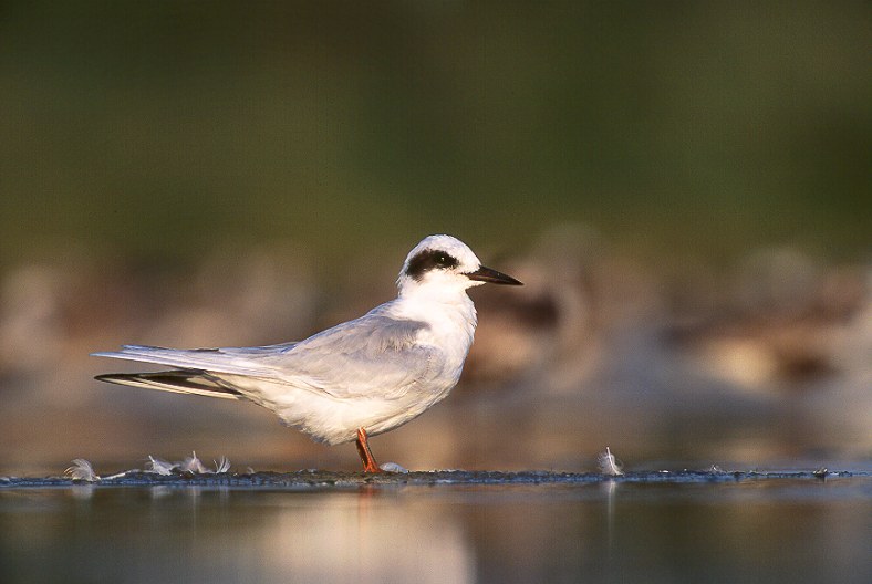 Forster's Tern