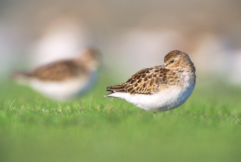 Least Sandpiper