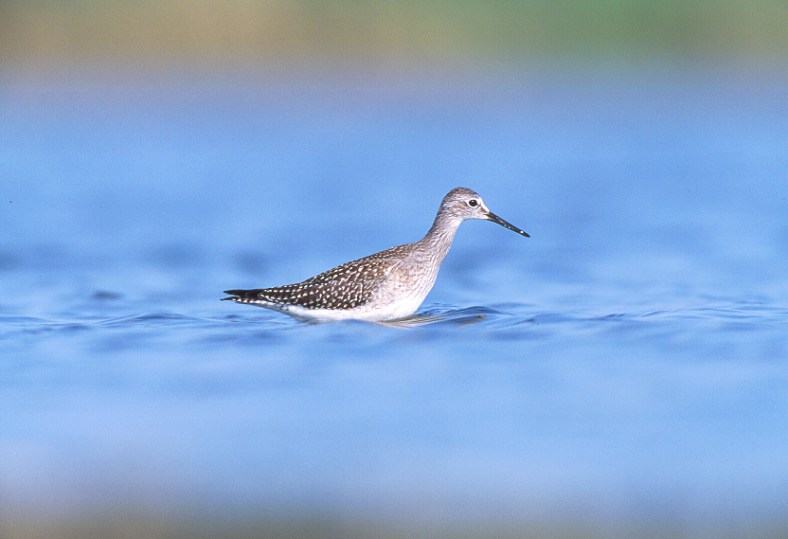 Lesser Yellow Legs