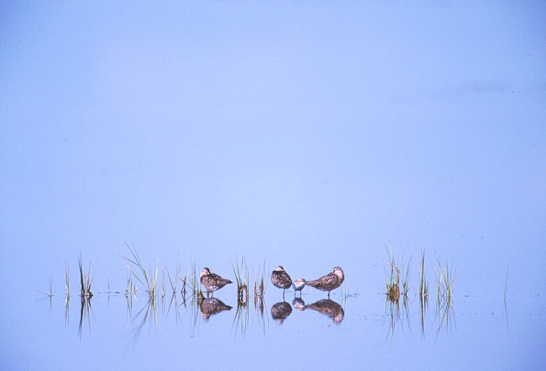 Short Billed Dowitchers and Peep