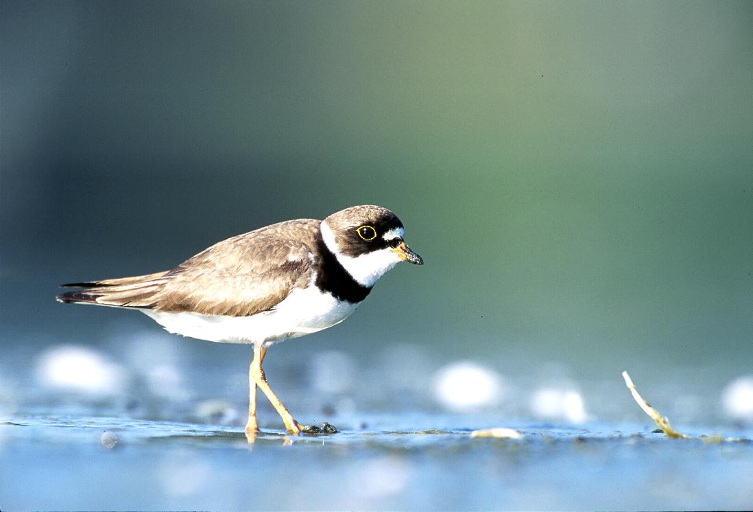 Semi Palmated Plover