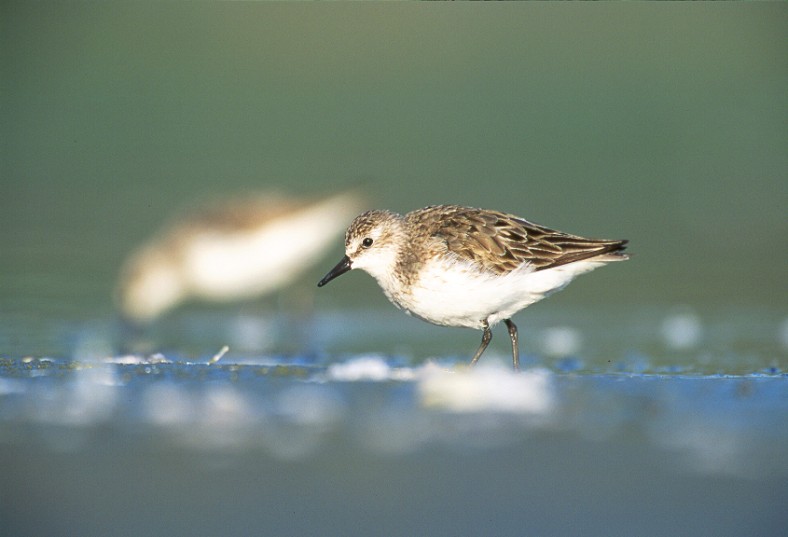 Semi Palmated Sandpiper